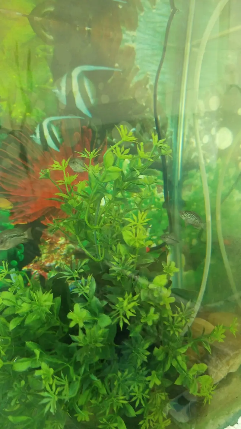 2 FEET AQUARIUM WITH COMPLETE SETUP — photo 12