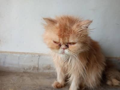 Persian cat punch face female