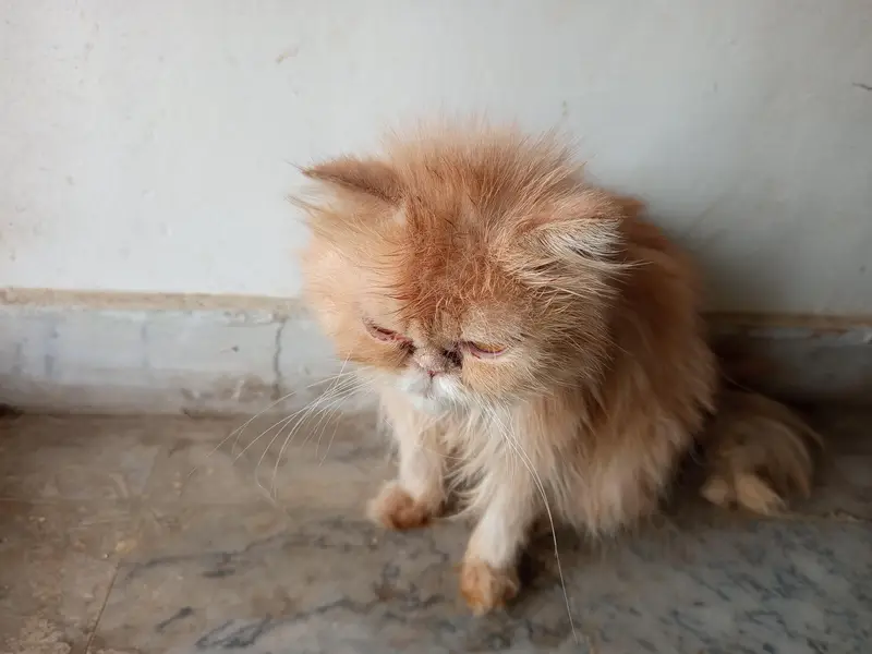 Persian cat punch face female — photo 2