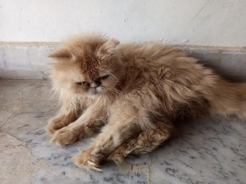 Persian cat punch face female — photo 3