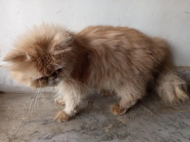 Persian cat punch face female — photo 4