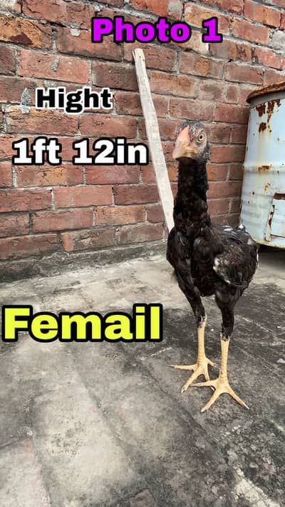 Aseel mian wali | Full setup 2 mail 2 femail 1 big femail