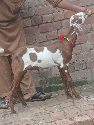 Nagra khere path sale