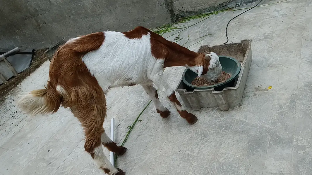 tota pori bakri — photo 2
