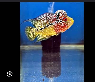 flowerhorn