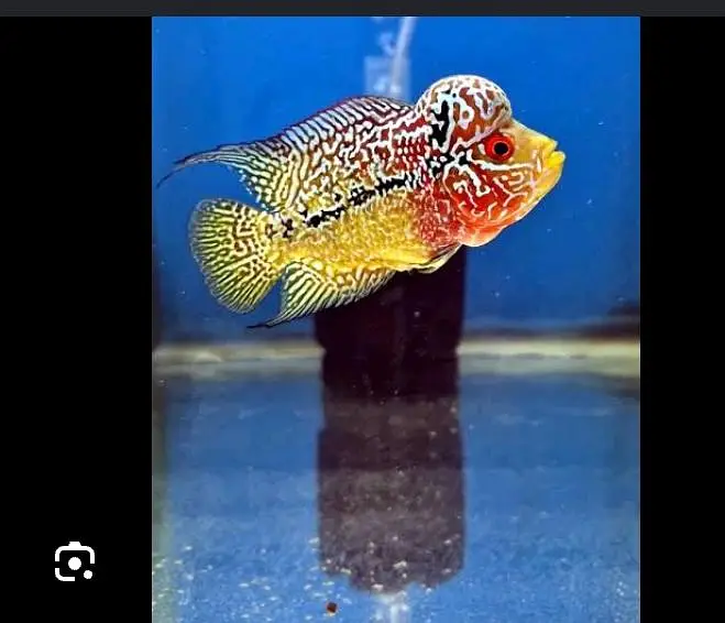 flowerhorn