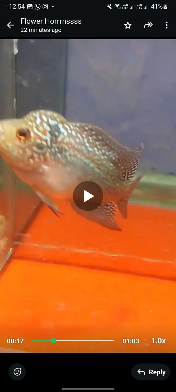 flowerhorn — photo 2