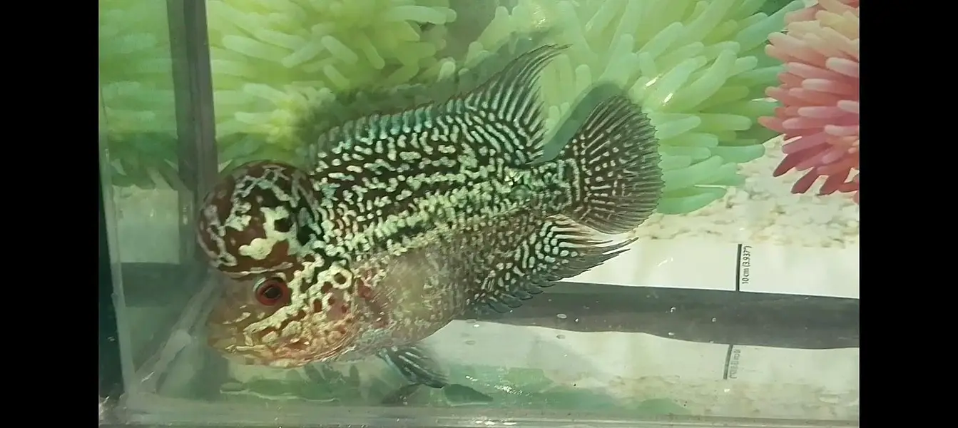 flowerhorn — photo 3