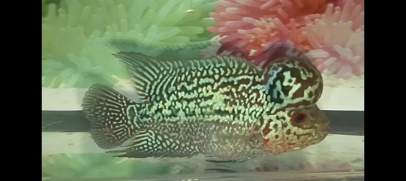 flowerhorn — photo 4