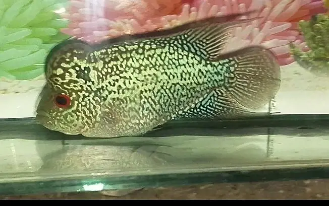 flowerhorn — photo 5