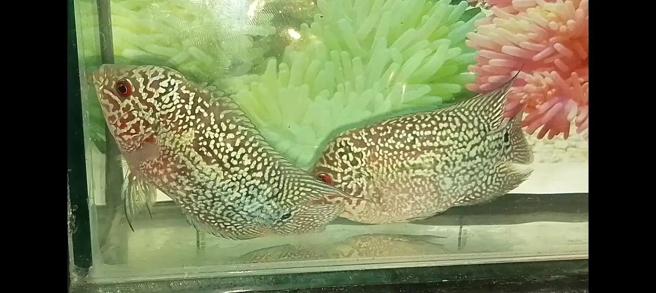 flowerhorn — photo 6
