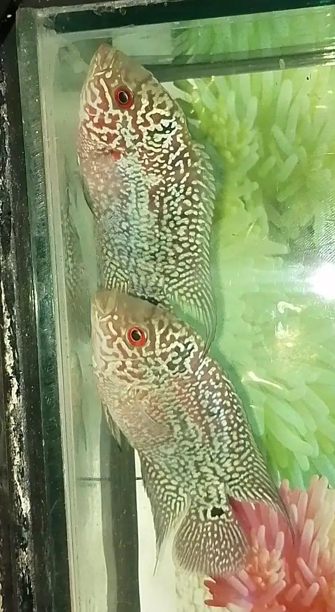 flowerhorn — photo 7