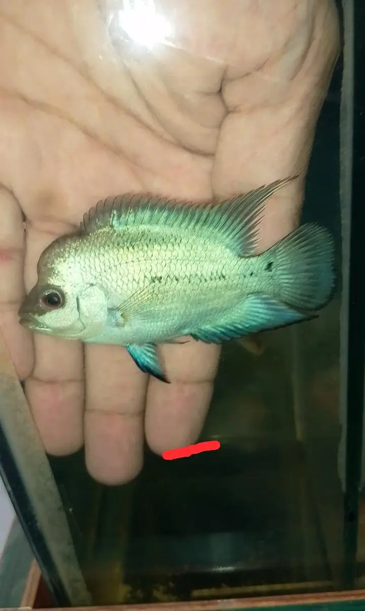flowerhorn — photo 8