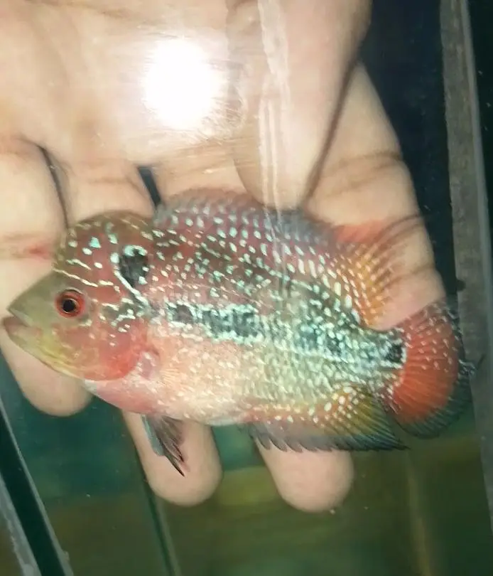 flowerhorn — photo 9