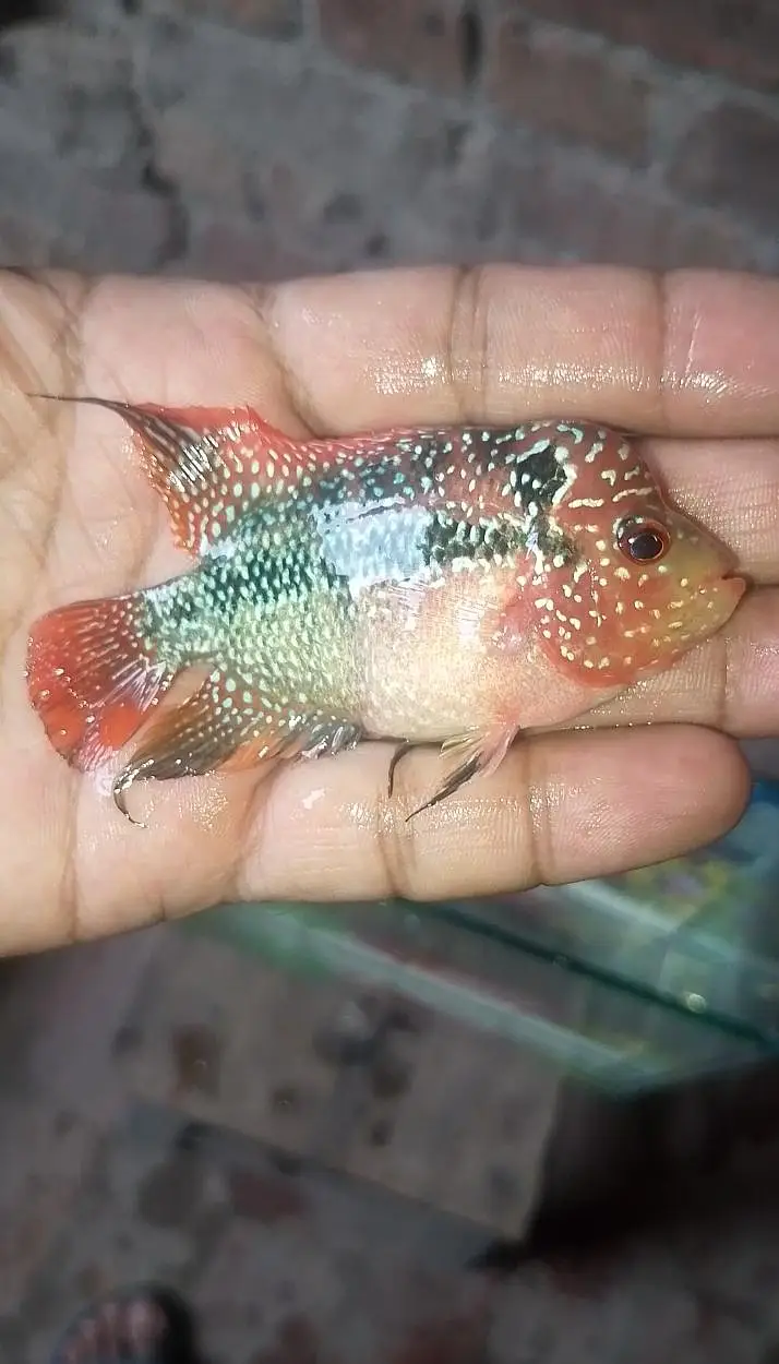 flowerhorn — photo 10