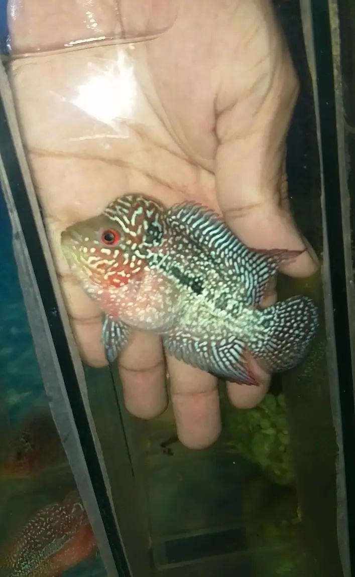 flowerhorn — photo 11
