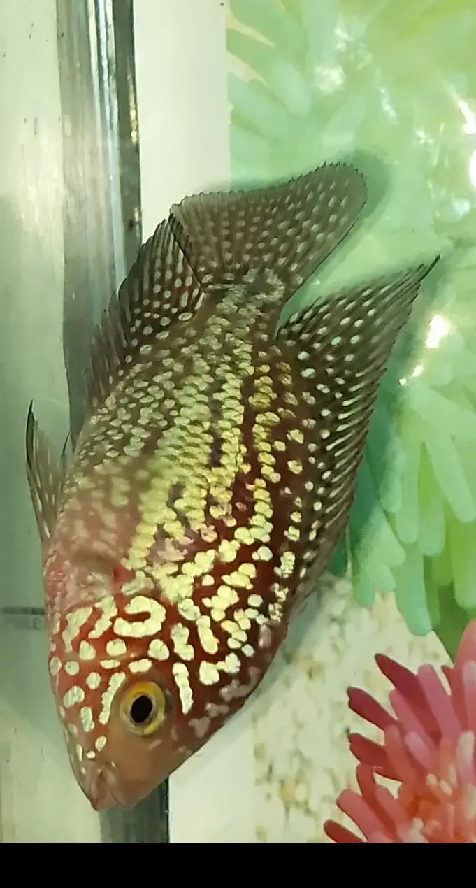 flowerhorn — photo 12