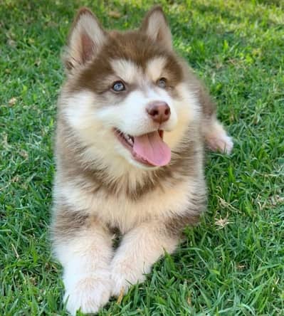Siberian husky puppies 92@313*9363417