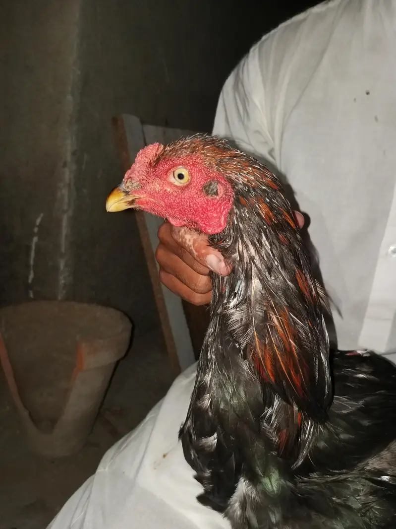 for sell aseel — photo 2