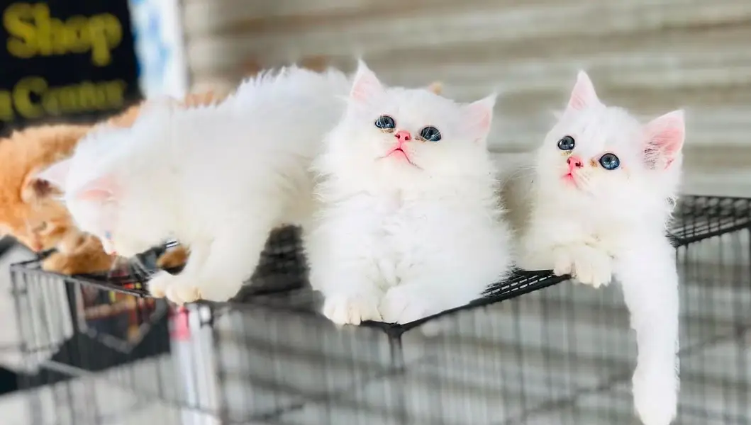 White Persian Kittens/Triple coated/blue eyes/Cats/Male/Female — photo 3