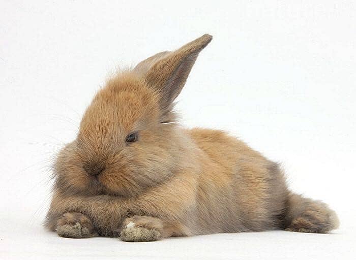 Loinhead Rabbit 0