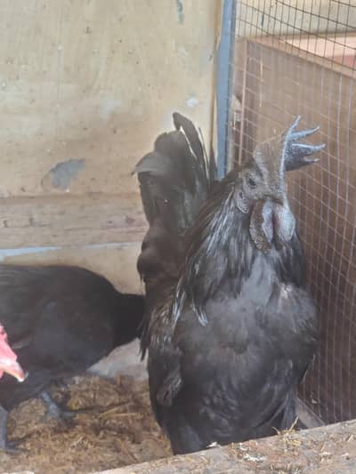 Ayam Cemani chicks