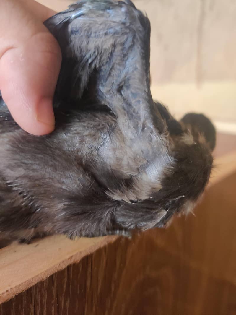 Ayam Cemani chicks 1