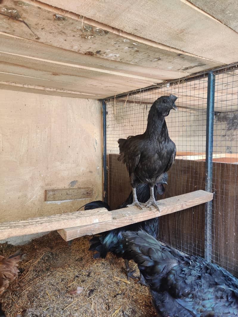 Ayam Cemani chicks 2