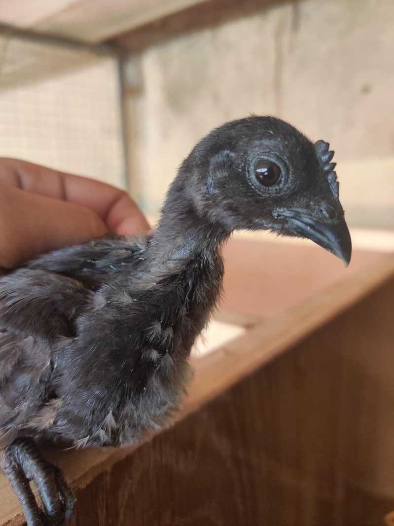 Ayam Cemani chicks 3