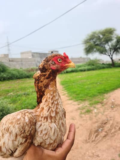 Aseel Madi