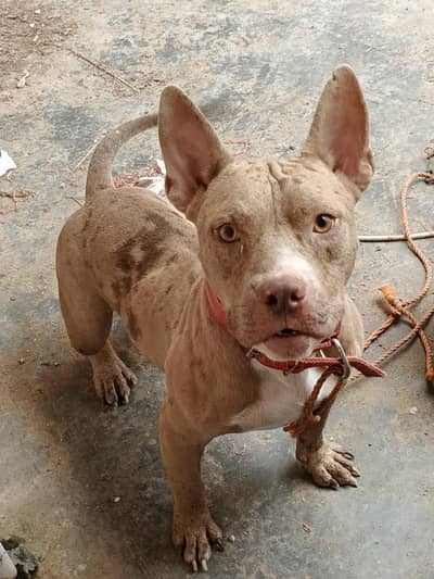 Red Merle American Bully (Exotic Size)