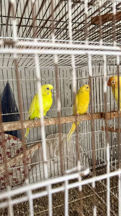 Australian King Male Fellow Red Eyes Female Breeder Pair