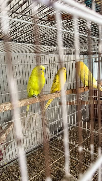 Fellow Red Eyes Breeder Female
