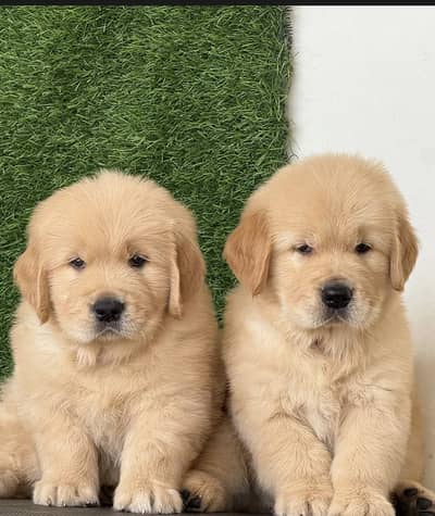 Golden retriever puppies 92@313*9363417