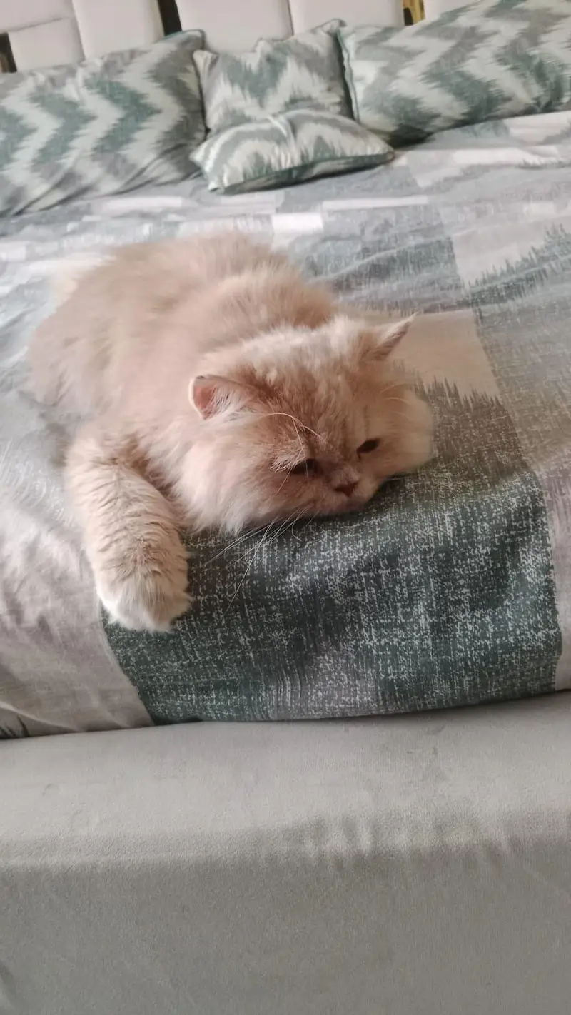 Persian male — photo 2