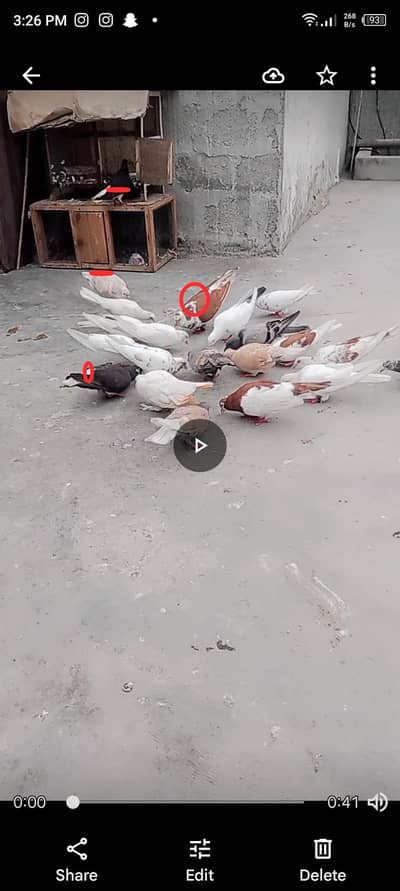 pigeon 500 per pics