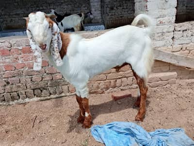 3 Healthy Goats for Sale | Qurbani & Breeding | Jhelum