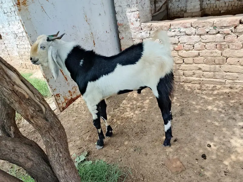 3 Healthy Goats for Sale | Qurbani & Breeding | Jhelum — photo 2