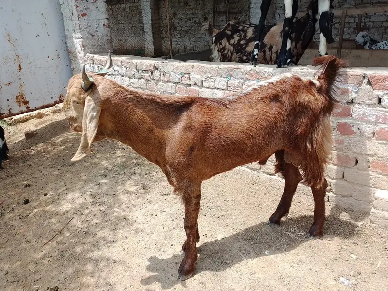 3 Healthy Goats for Sale | Qurbani & Breeding | Jhelum — photo 3