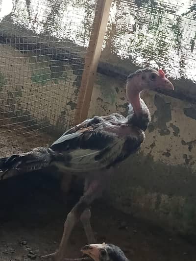 aseel chicks