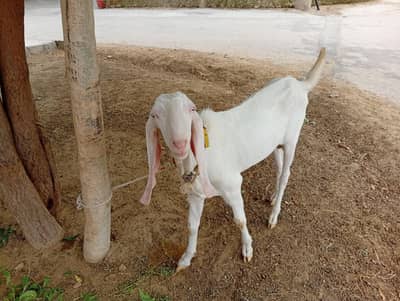 Rajhanpuri bakra for sale
