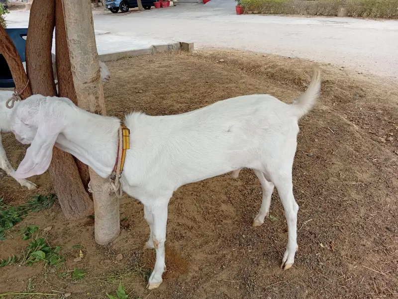 Rajhanpuri bakra for sale — photo 3