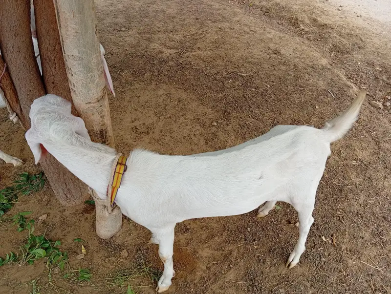Rajhanpuri bakra for sale — photo 4