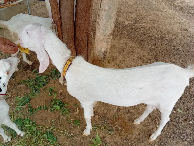 Rajhanpuri bakra for sale — photo 5