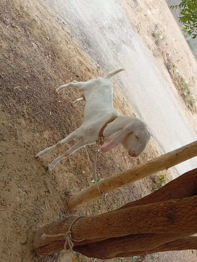 Rajhanpuri bakra for sale — photo 6