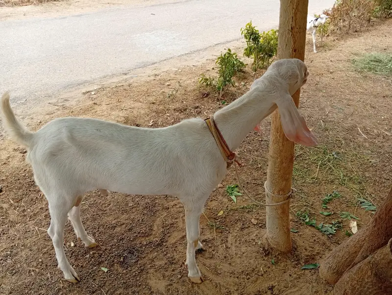 Rajhanpuri bakra for sale — photo 7