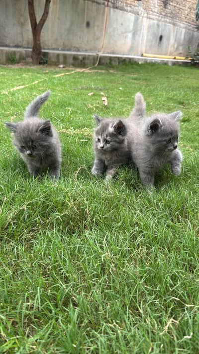 3 male babies