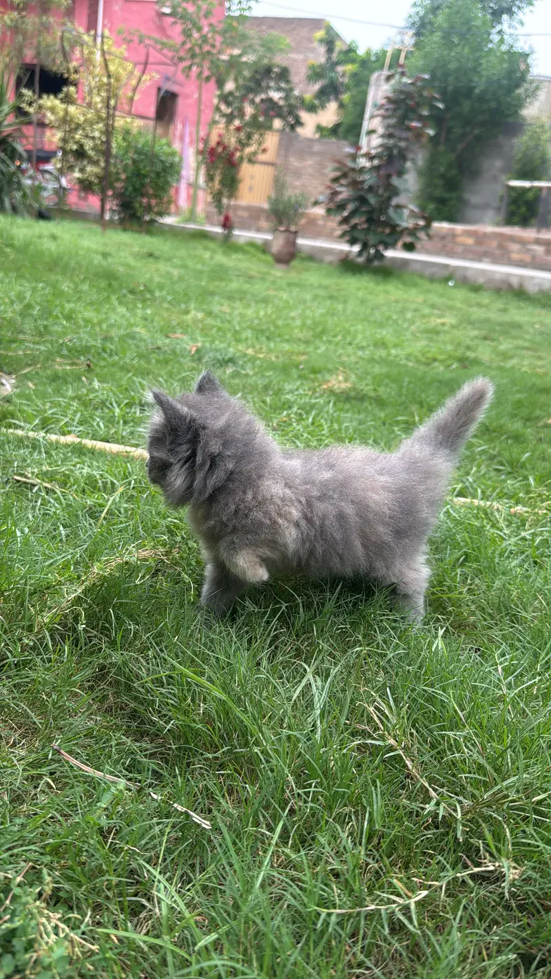 3 male babies — photo 2
