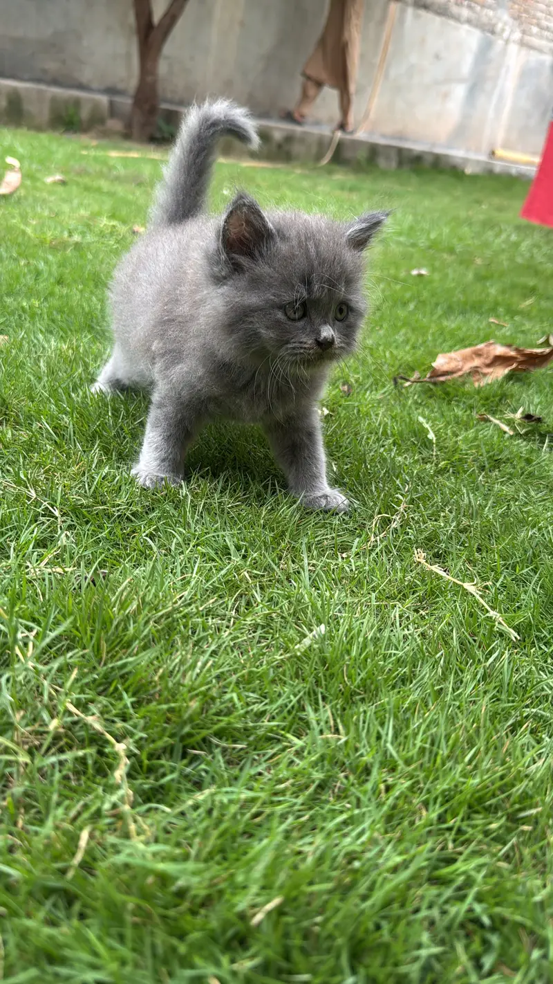 3 male babies — photo 4