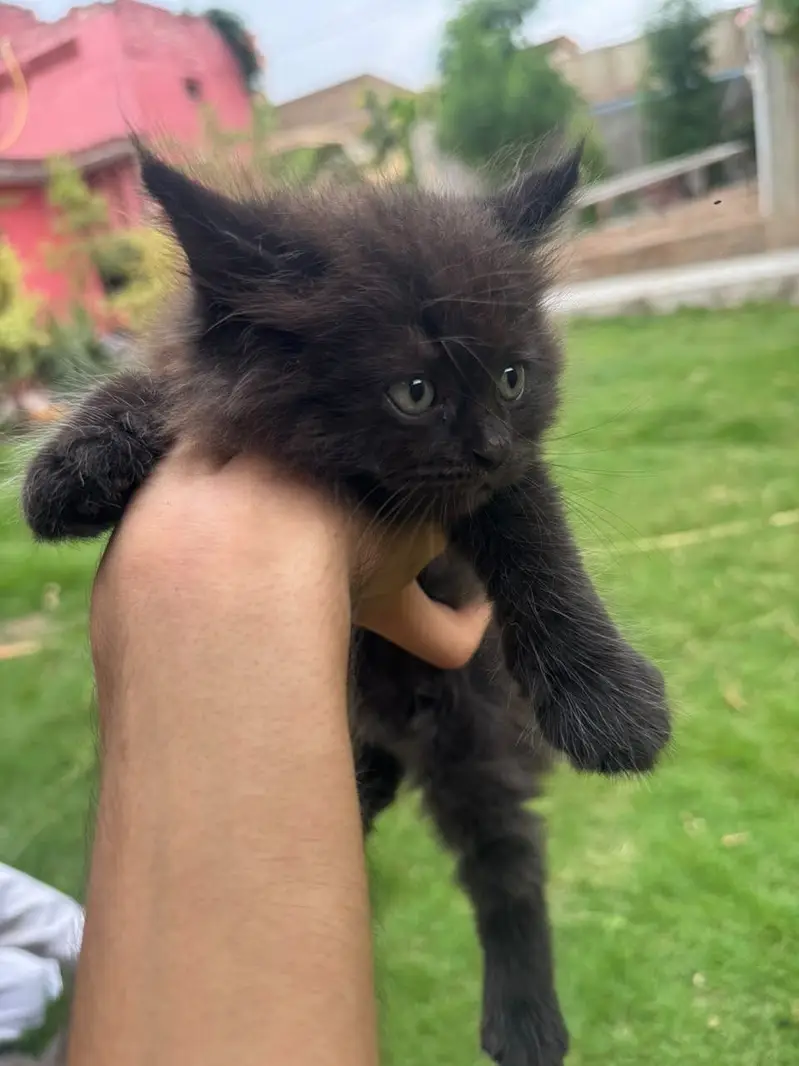 3 male babies — photo 5